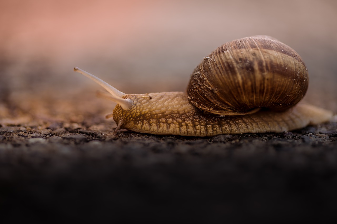 Image - snail outdoor blur animal