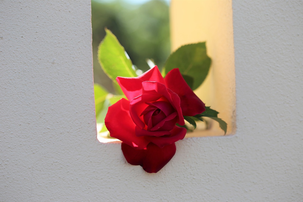 Image - red rose on fence window love symbol