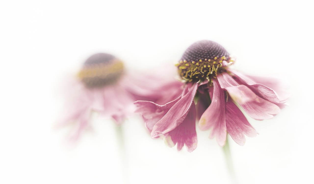 Image - flower overblown pink flowers