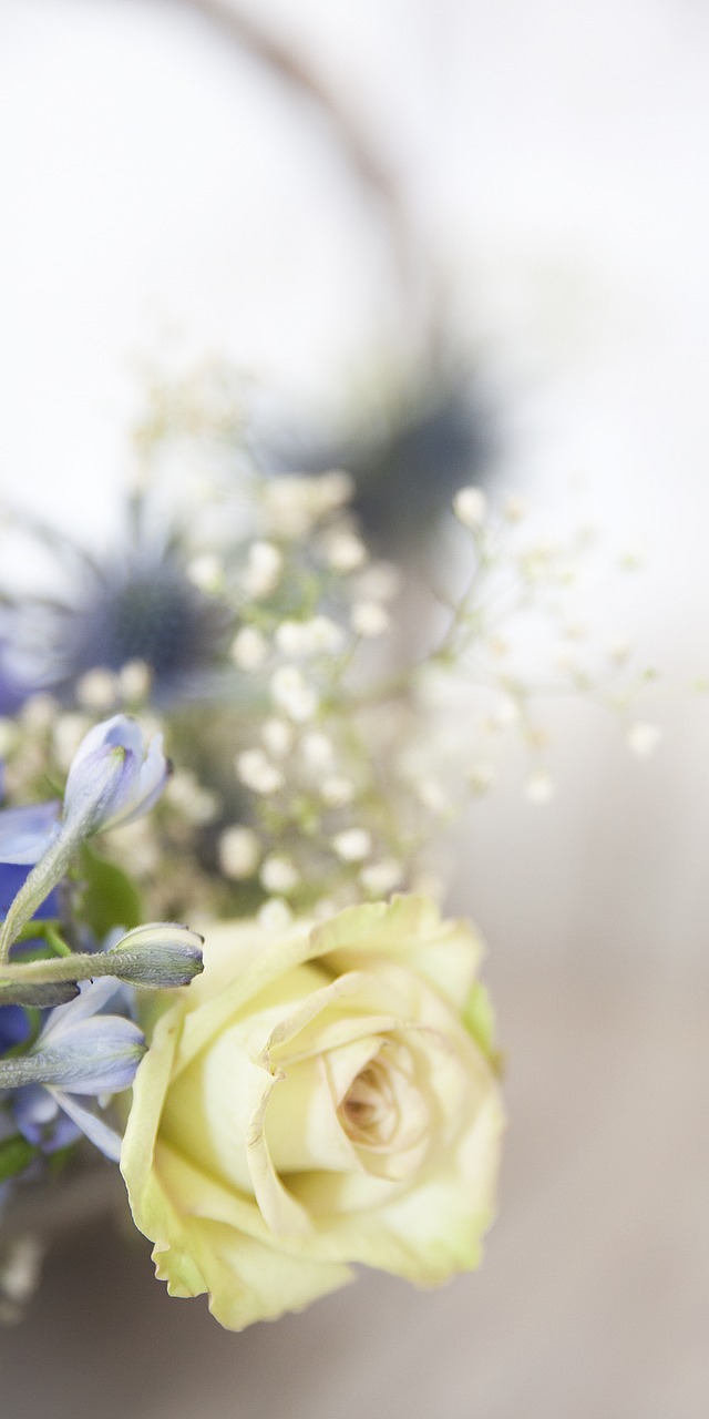 Image - rose white white rose baby s breath