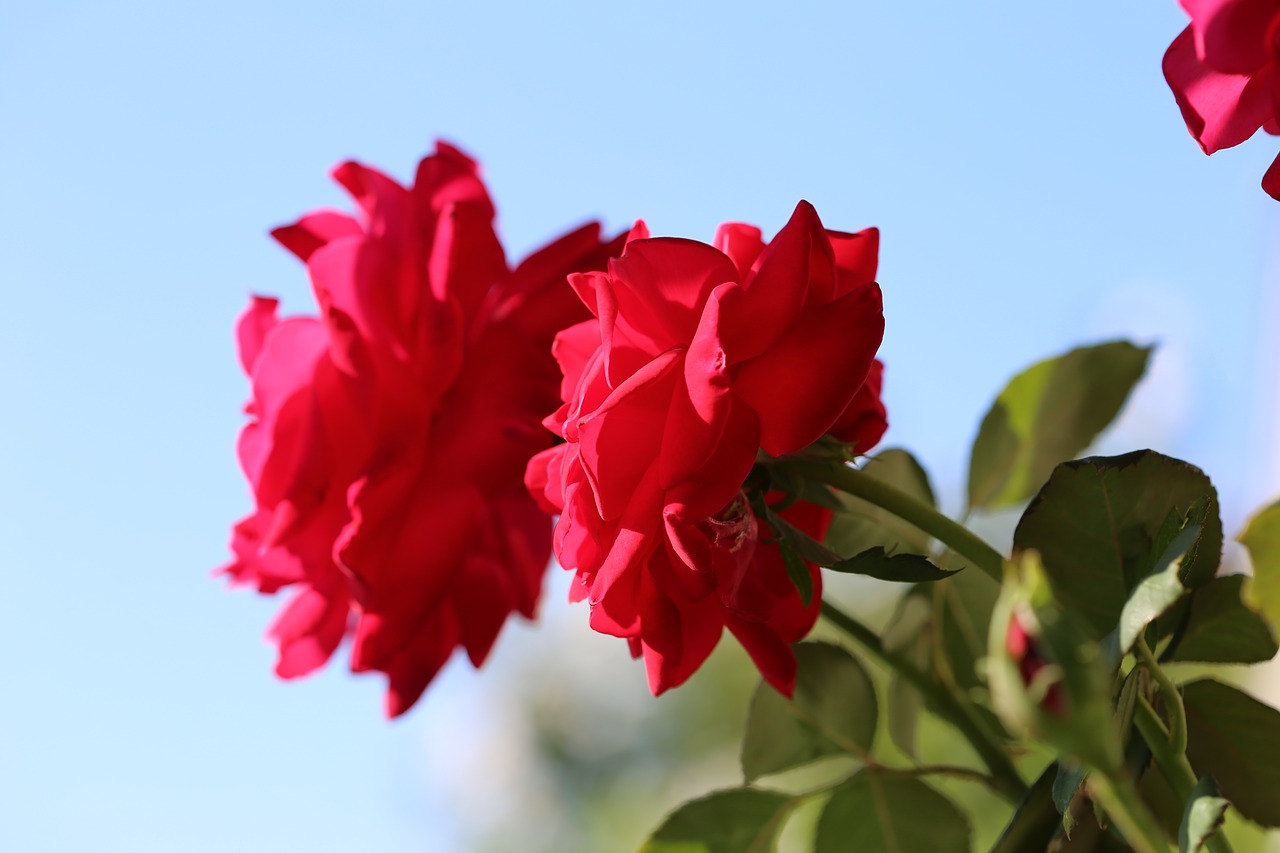 Image - red roses sky blue floral romantic
