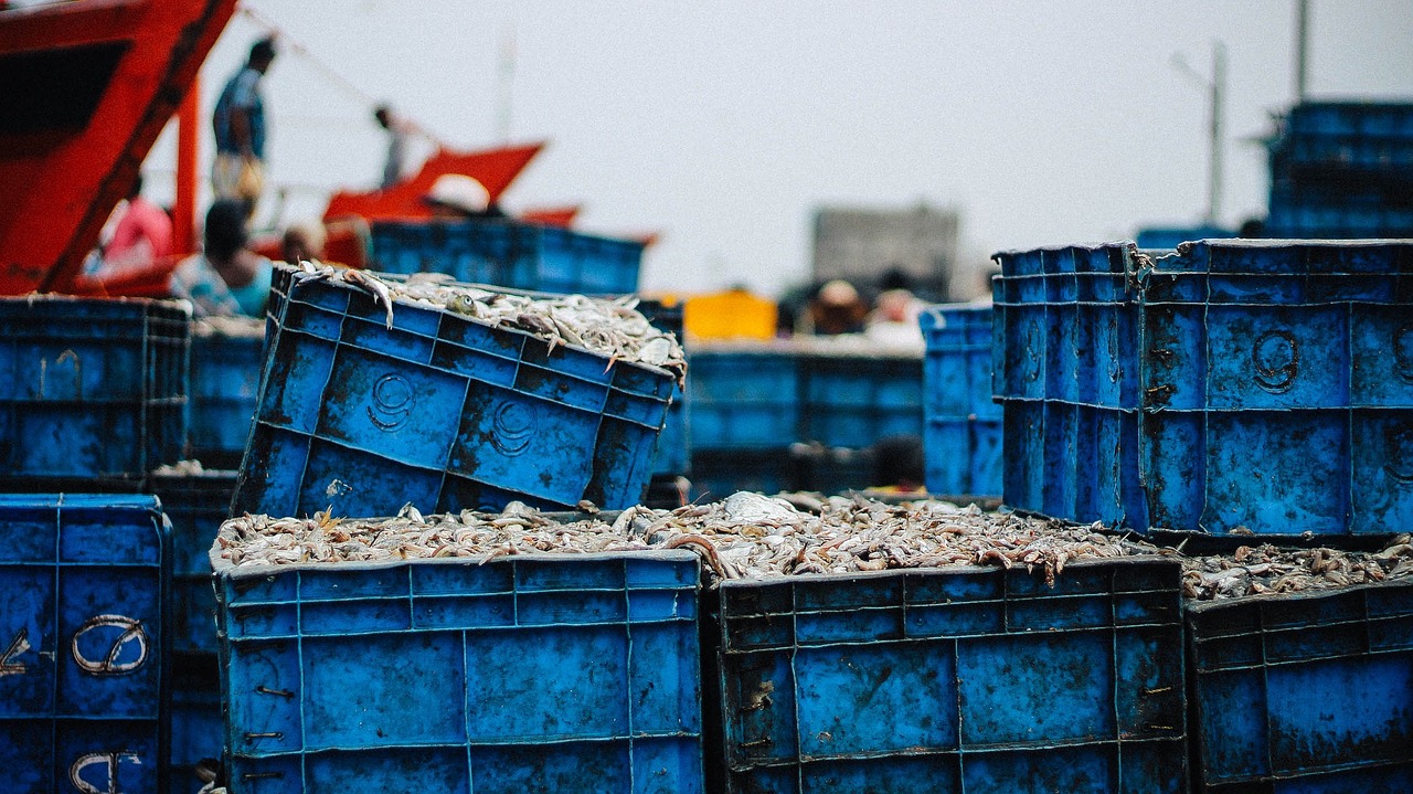 Image - fish fishing crate barrel wharf
