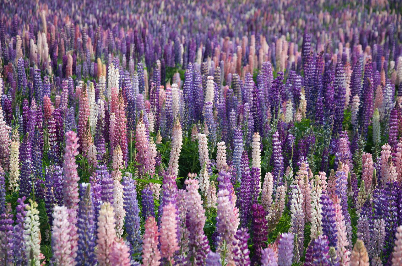 Image - lavender flowers field farm