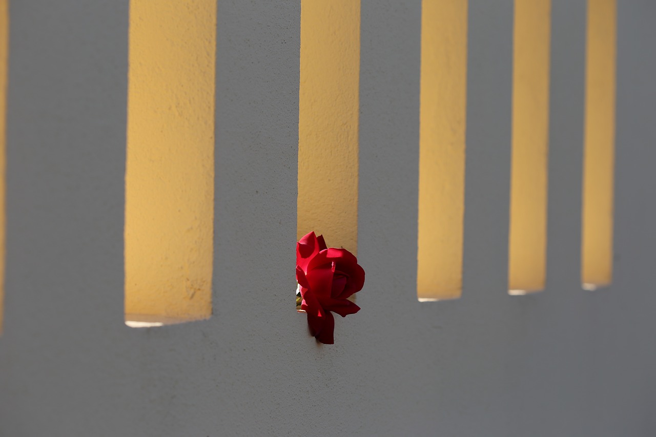 Image - red rose on fence window backlight