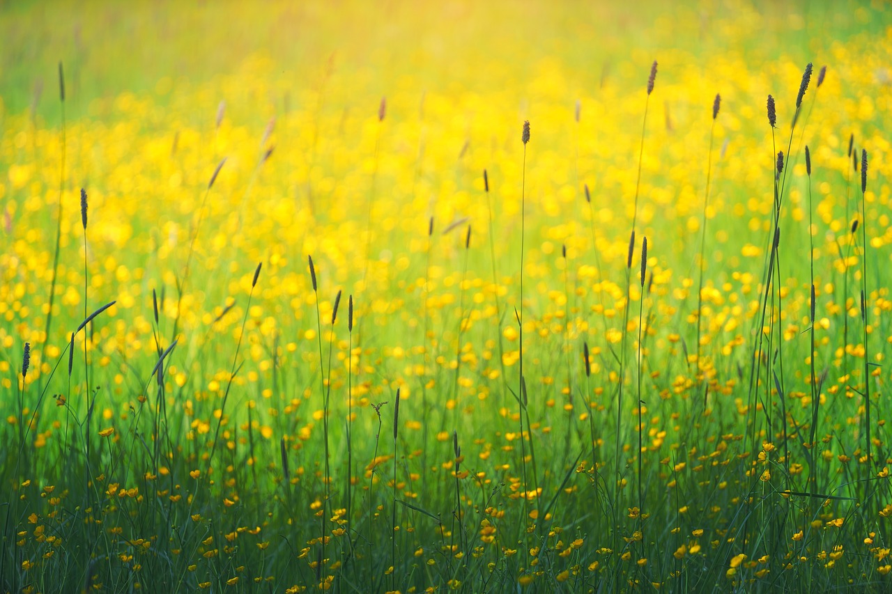 Image - green grass yellow flower plants