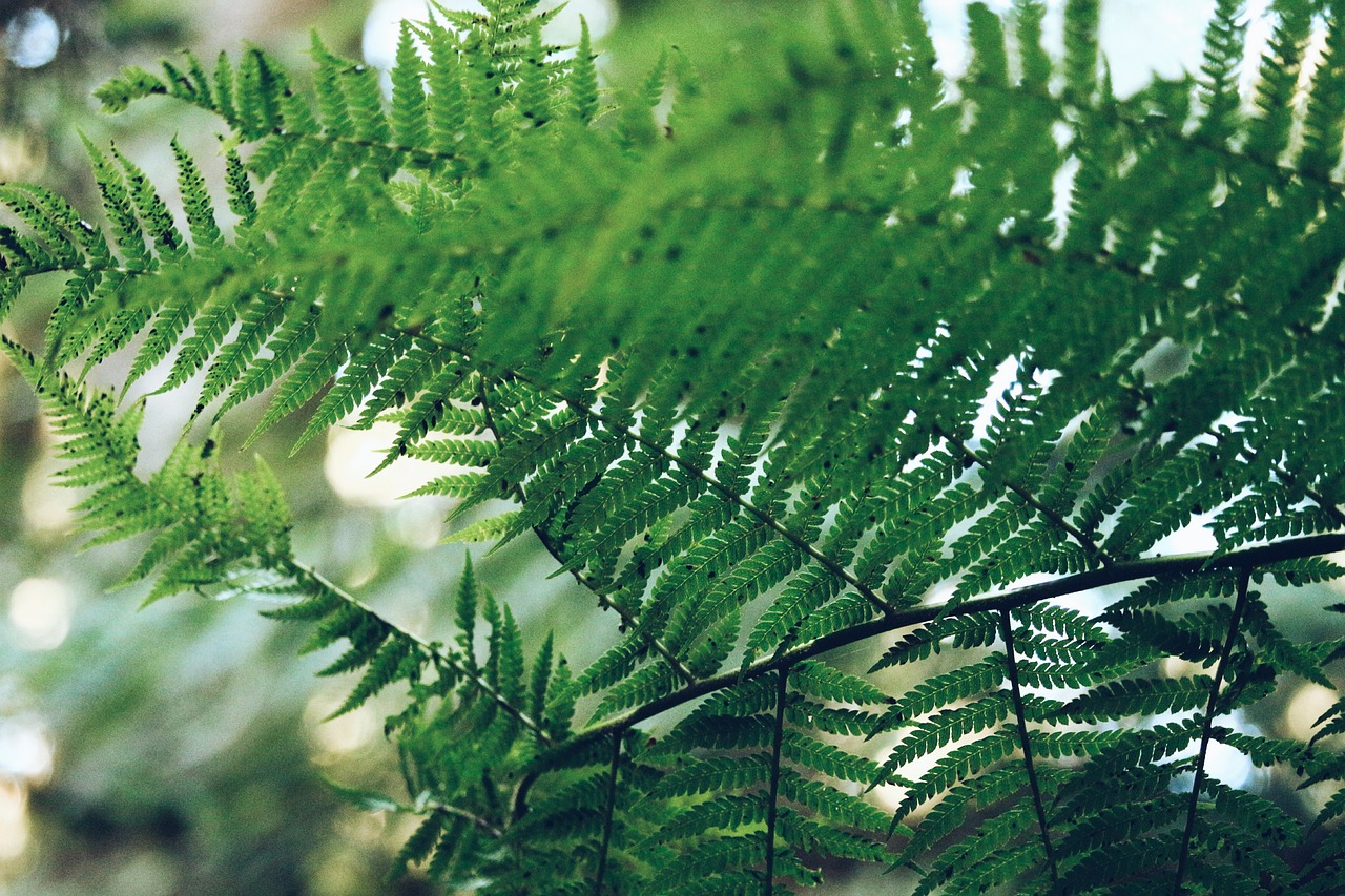 Image - fern green leaf plant