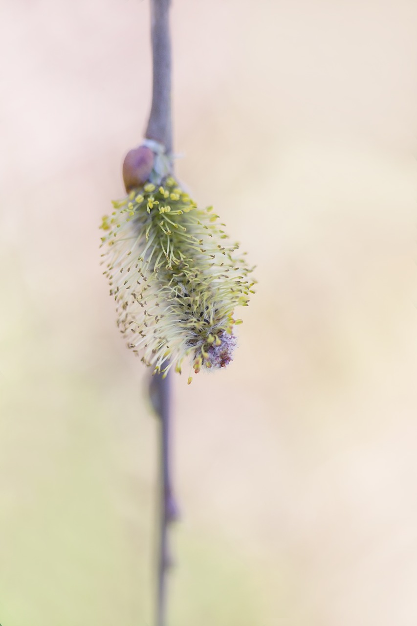 Image - spring wilgenkatje sprout nature