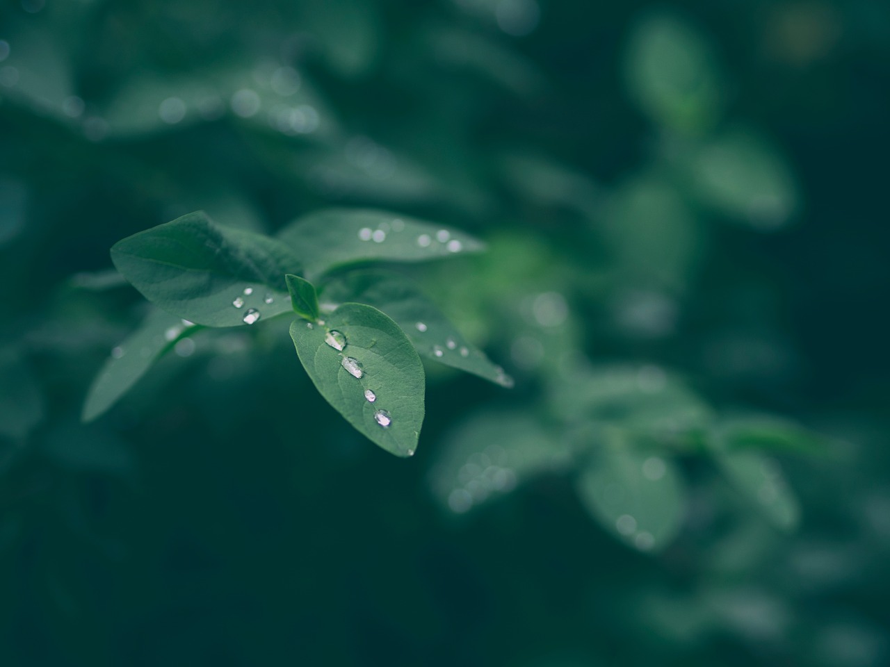 Image - green leaf plant nature blur wet