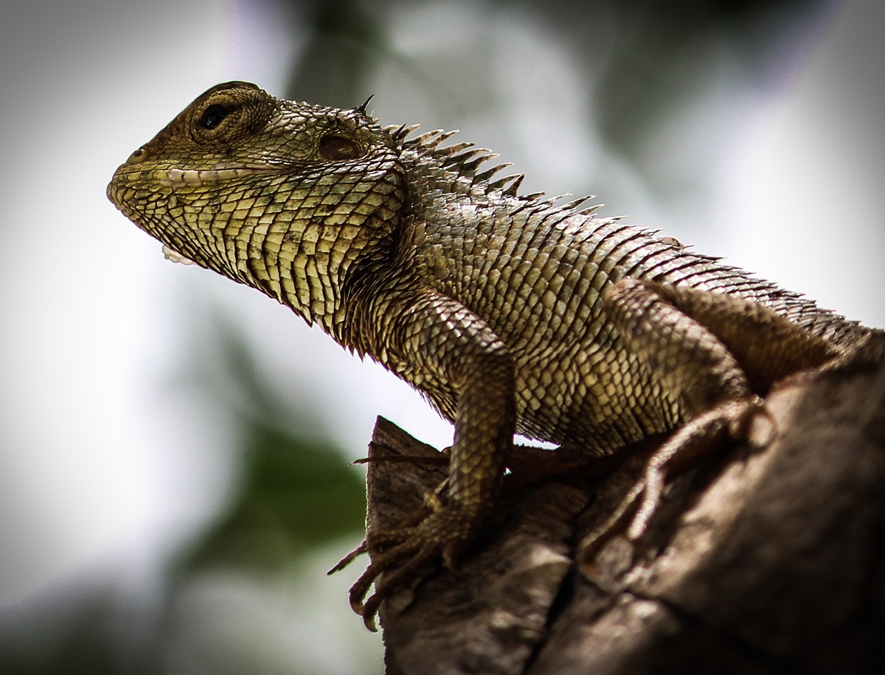 Image - chamleon tree nature wildlife