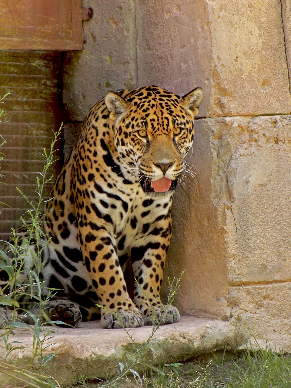 Image - jaguar spots feline fur animal