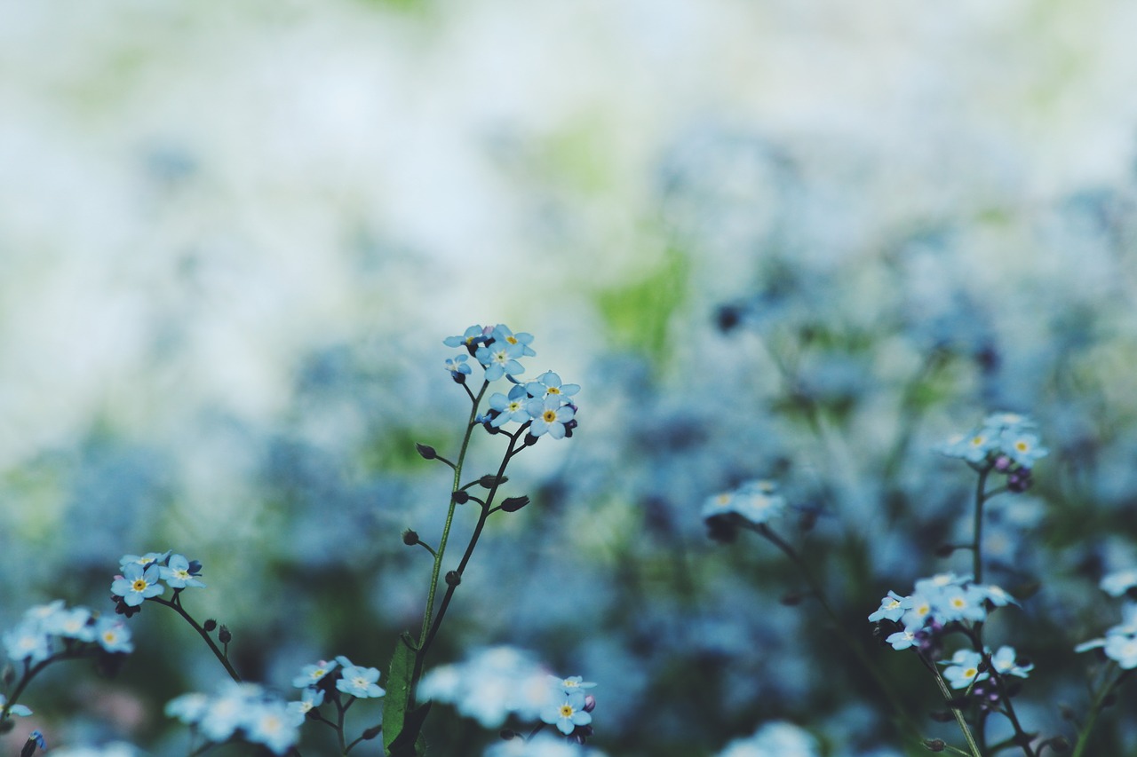 Image - flower bloom petal nature plant