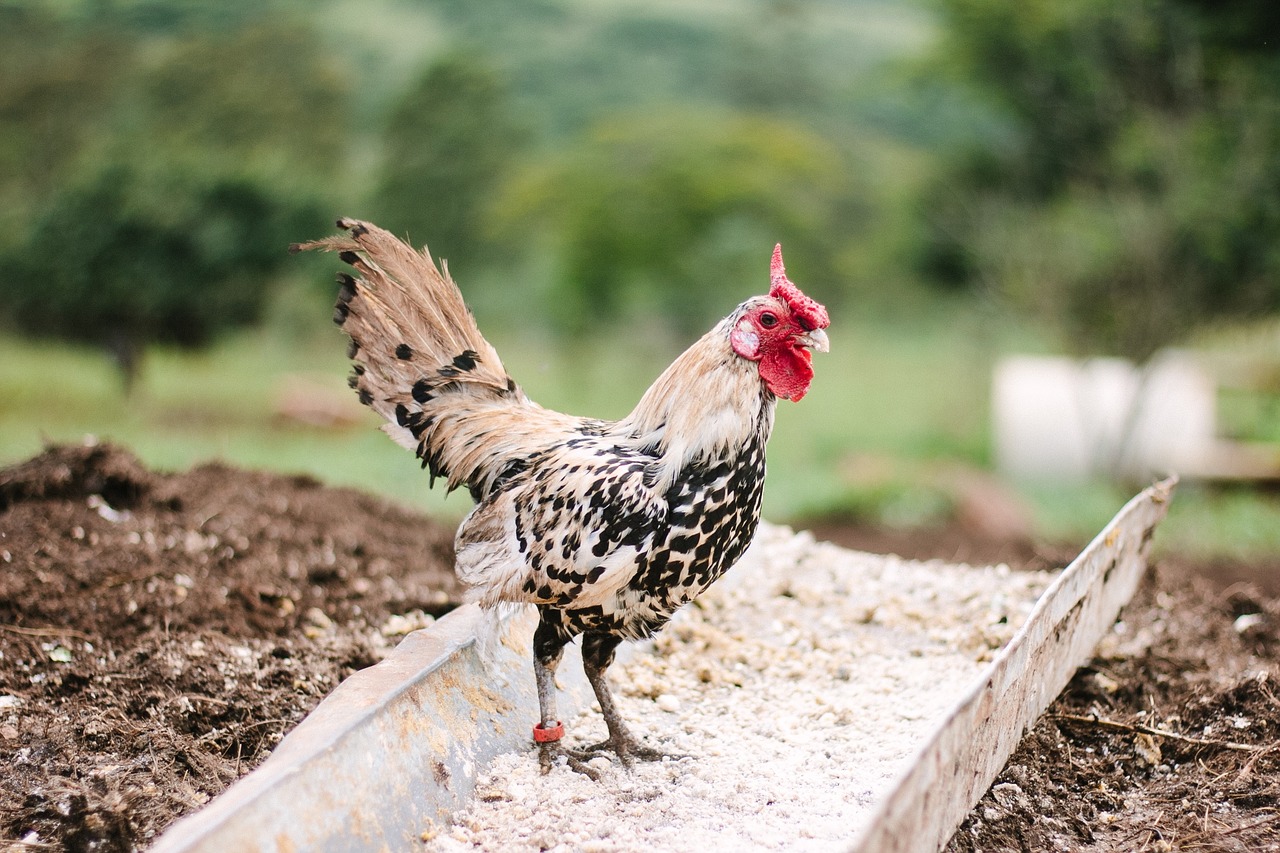 Image - farm field rooster chicken bird