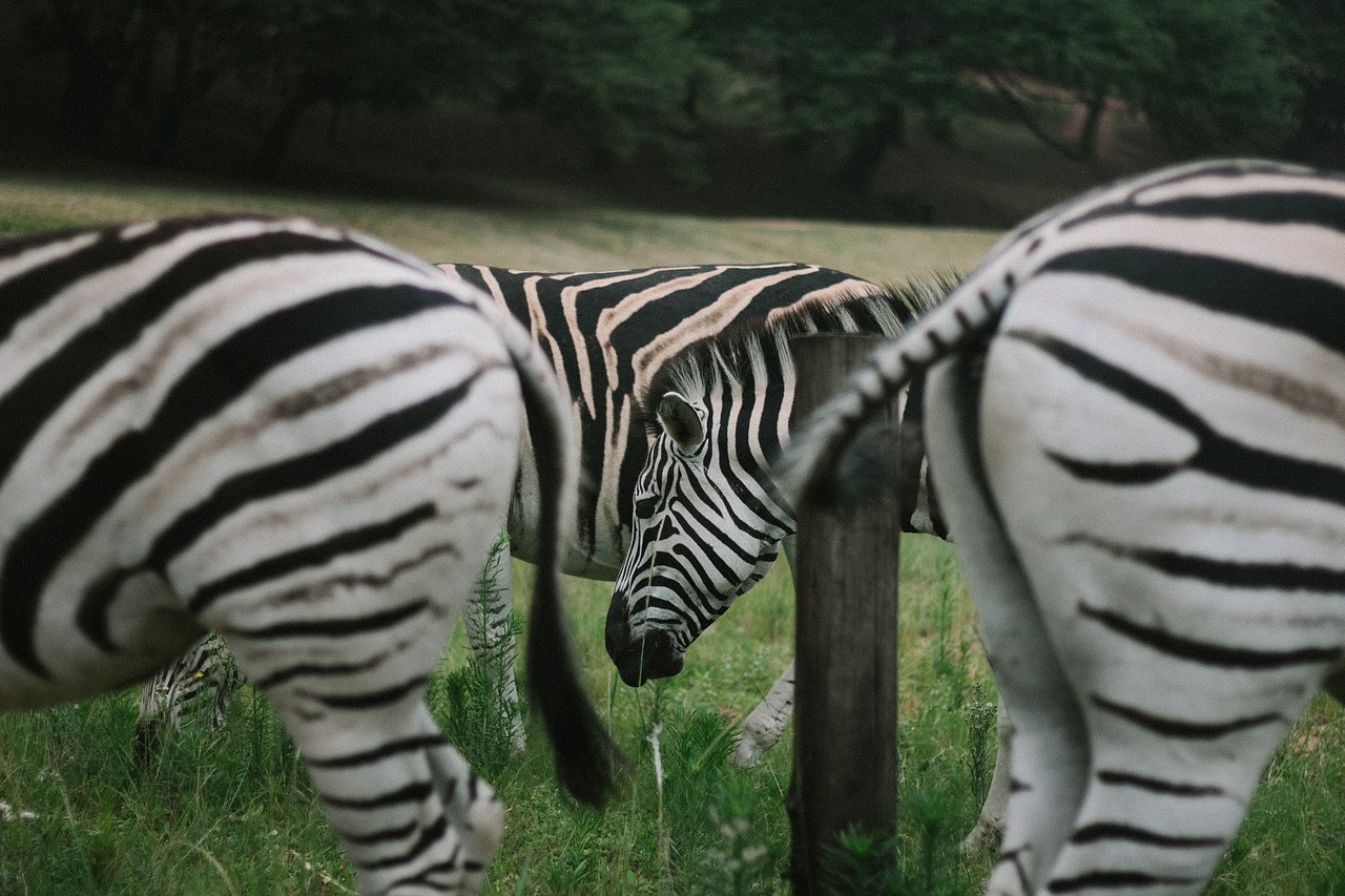 Image - zebra animal wildlife nature