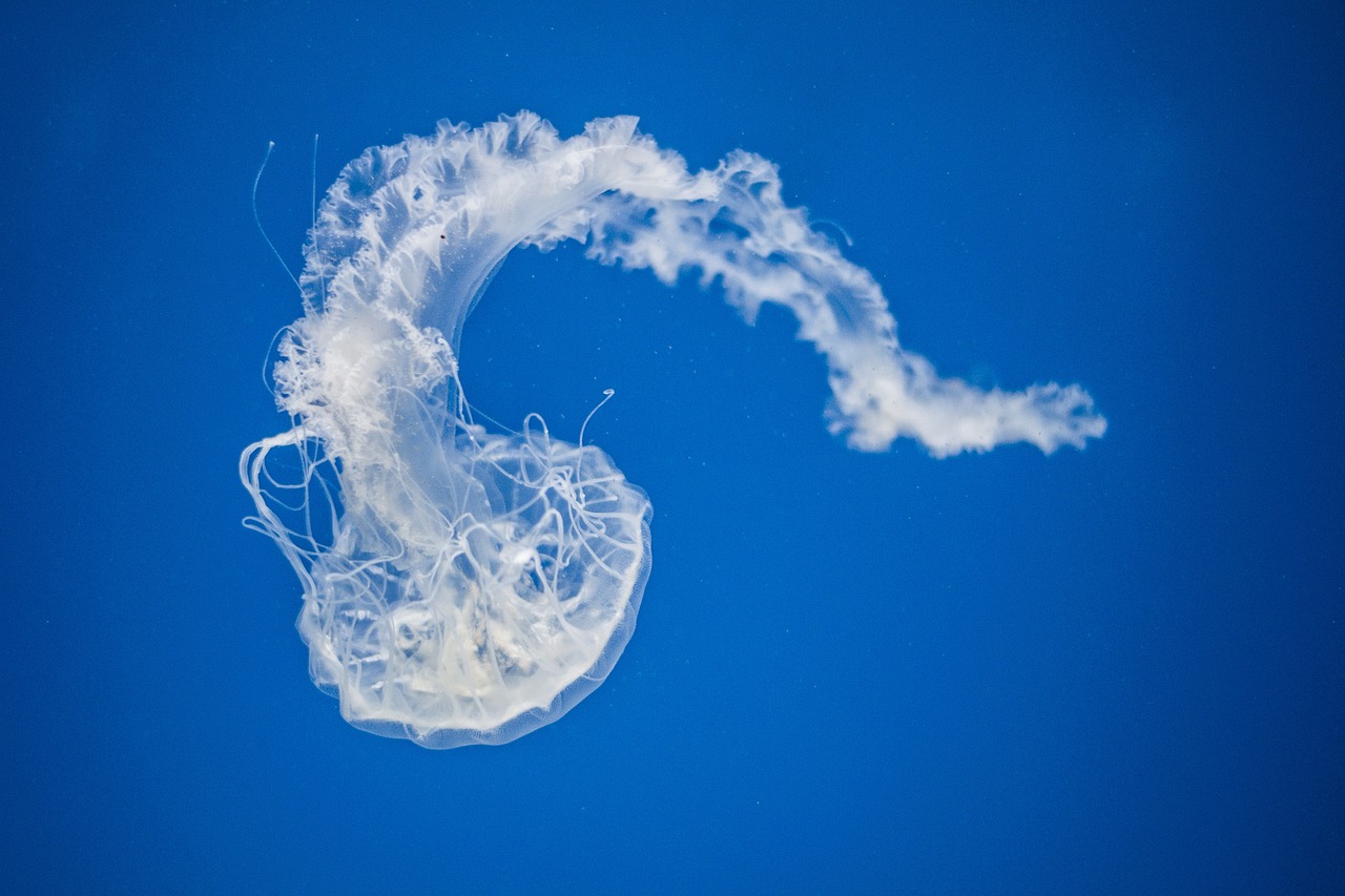 Image - jellyfish aquatic animal aquarium