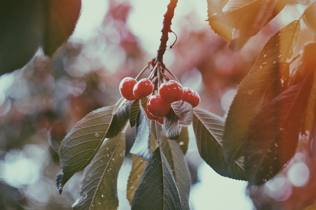 Image - red fruit cherry fresh tree leaf