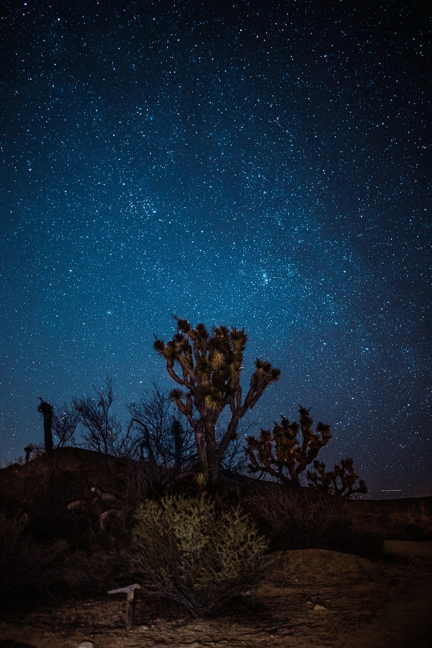 Image - blue sky night stars plants