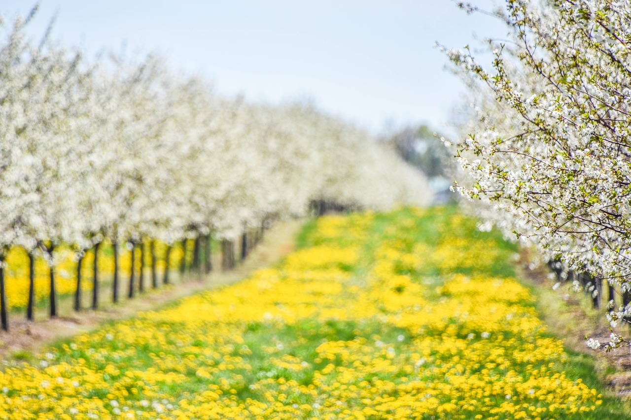 Image - yellow flowers garden field farm
