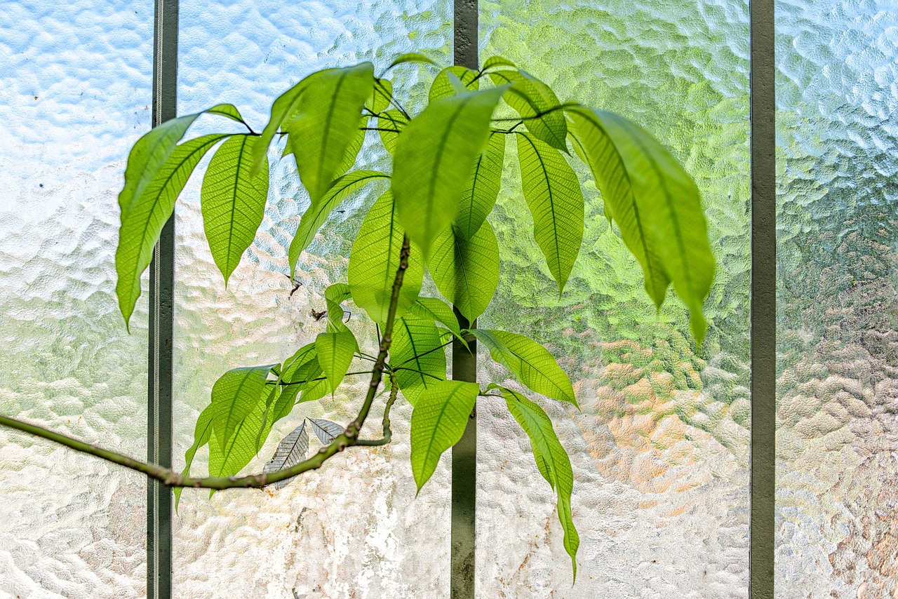 Image - glass wall green leaf interior