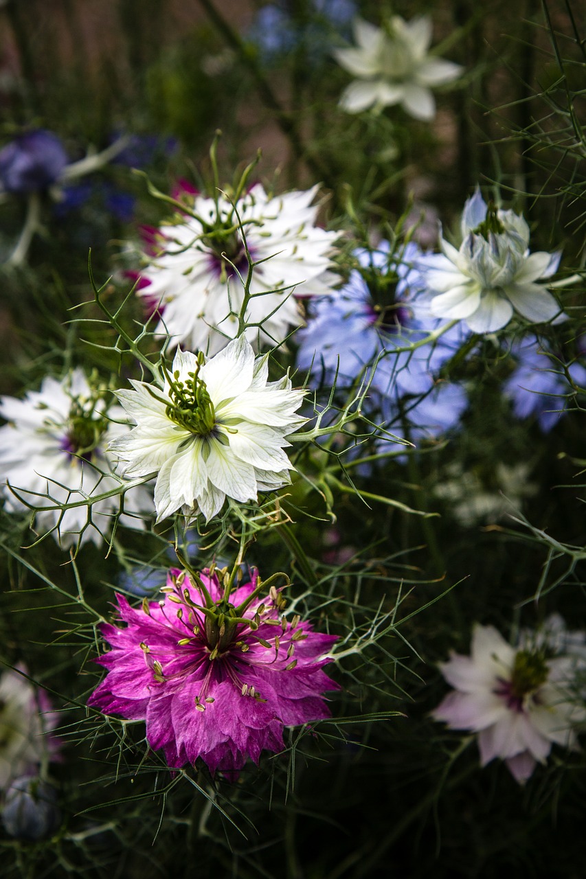 Image - flowers nigella love in a mist