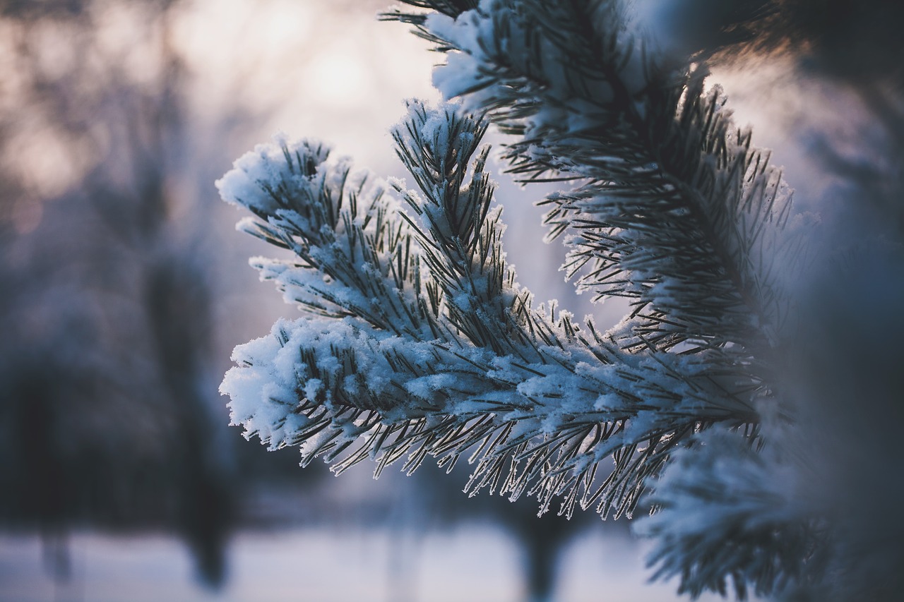 Image - green leaf plant nature ice snow
