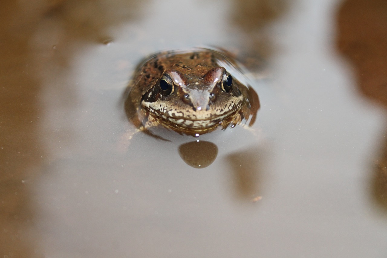 Image - frog eyes watch animals nature