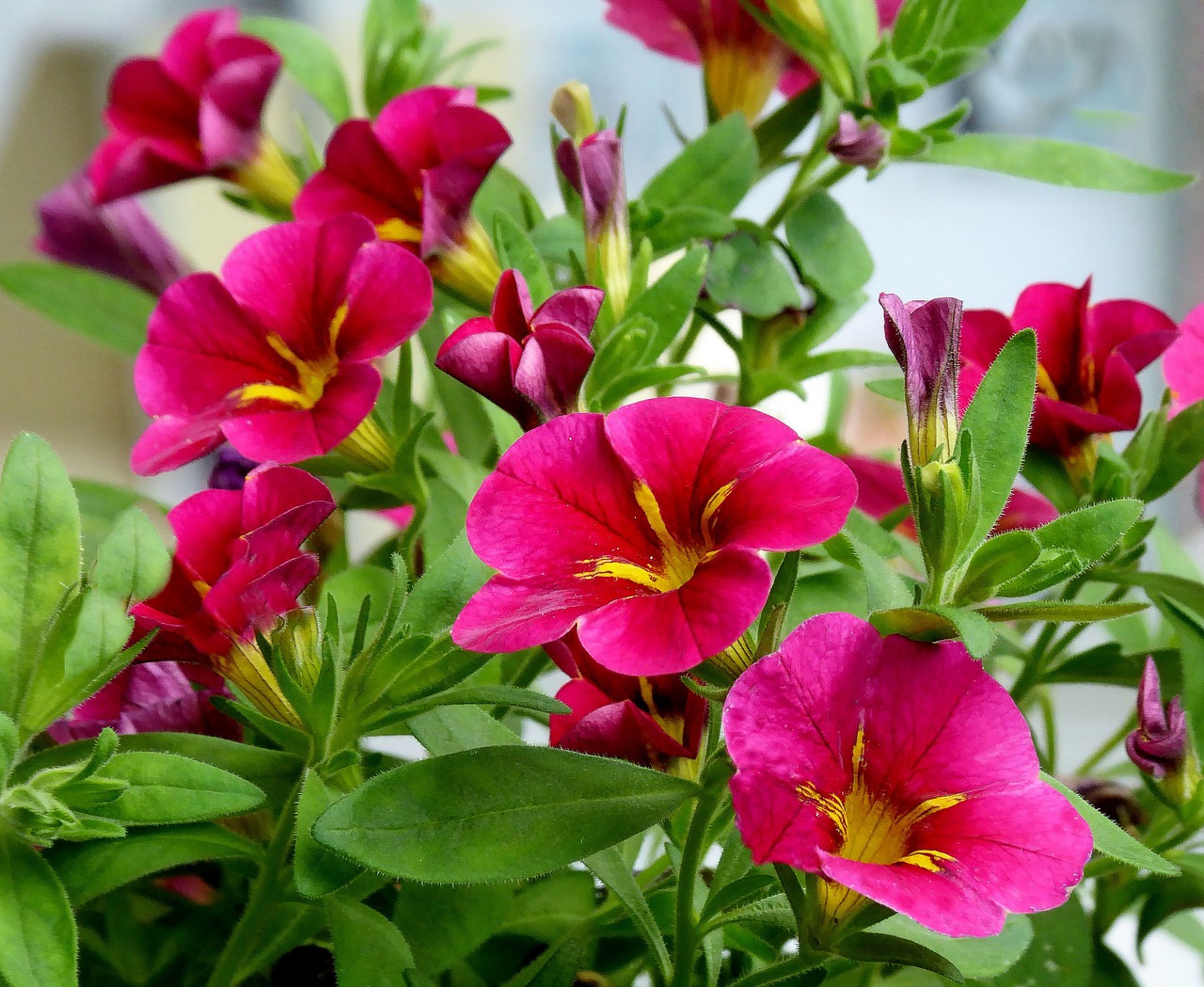 Image - balcony flowers balcony plant