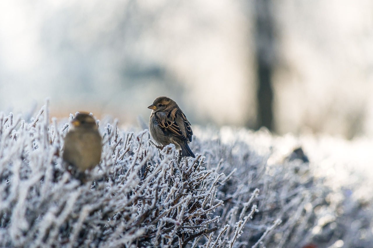 Image - snow winter bird animal bokeh