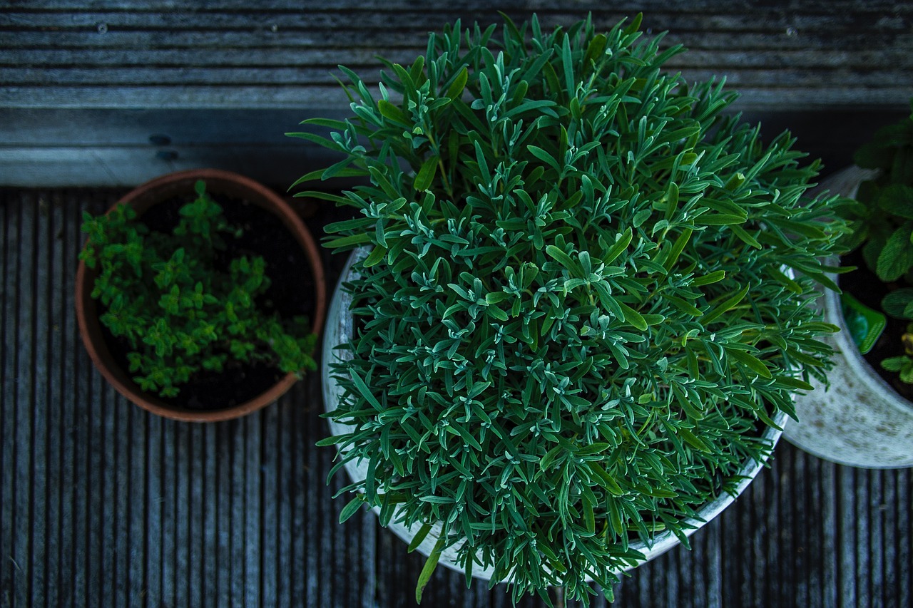 Image - green plants flowerpot outdoor