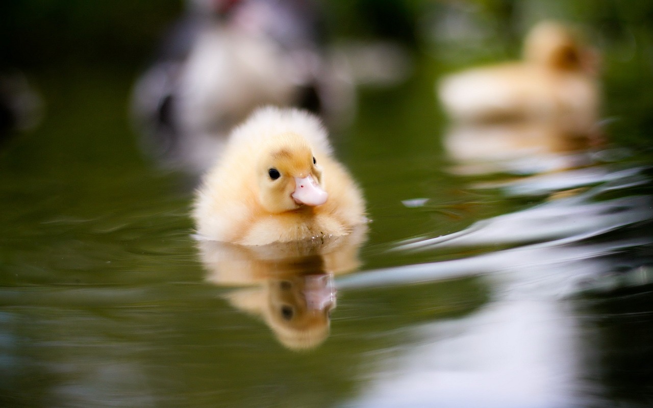 Image - duck water nature environment baby