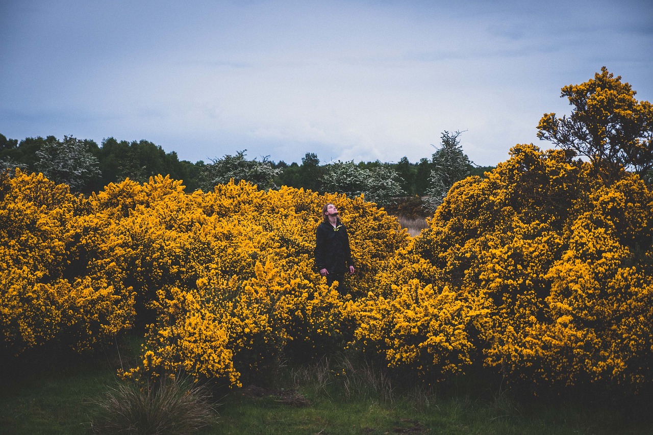 Image - yellow flower plants outdoor farm