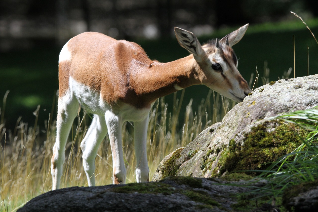 Image - munich zoo animals goat creature