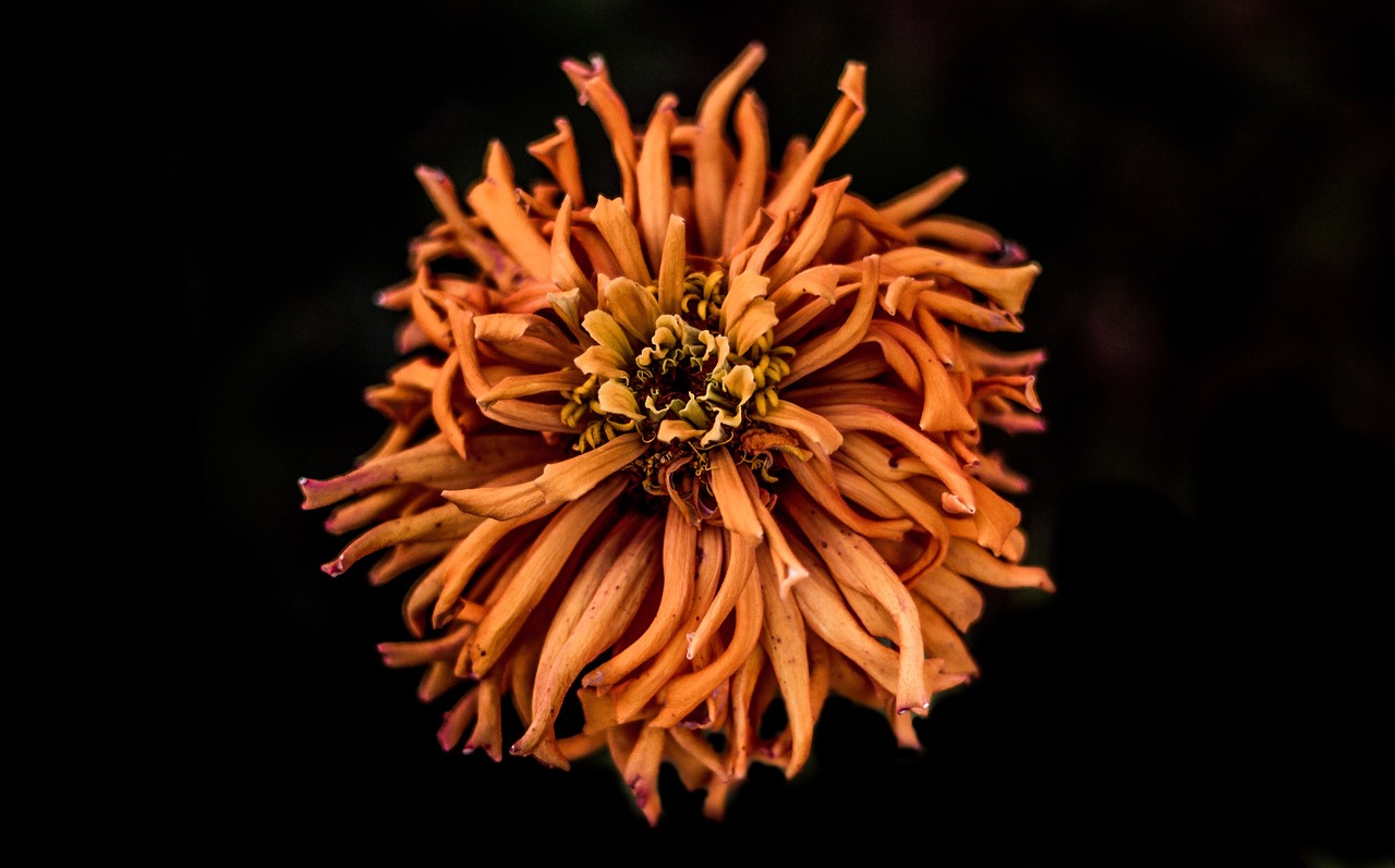 Image - black dark dry petal flower