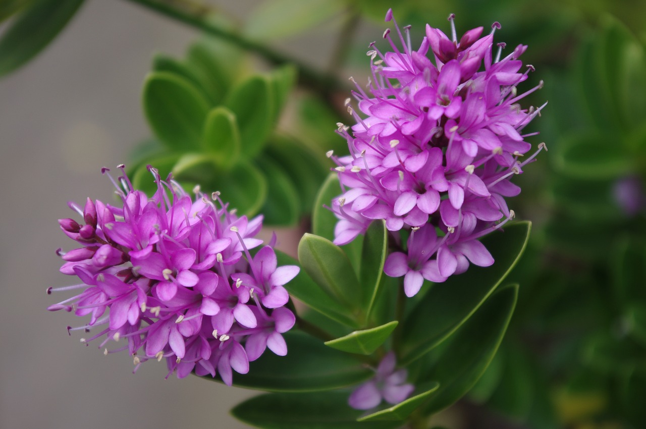 Image - hebe garden flowering shrub lilac