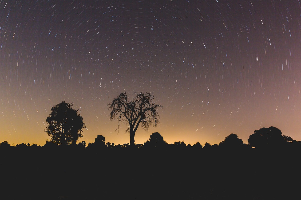 Image - night stars galaxy trees plant