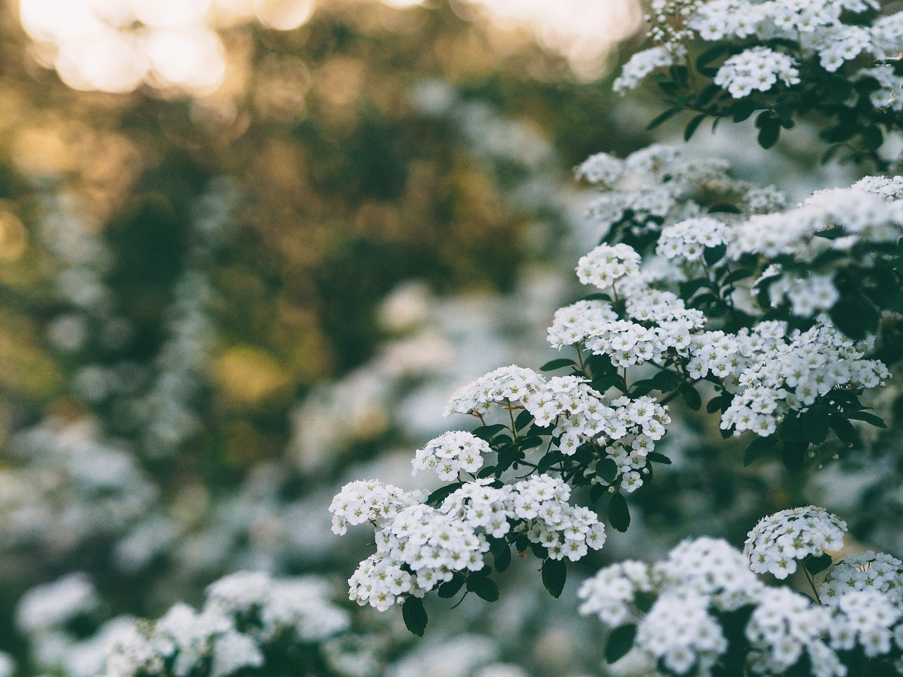 Image - white flower tree plant nature