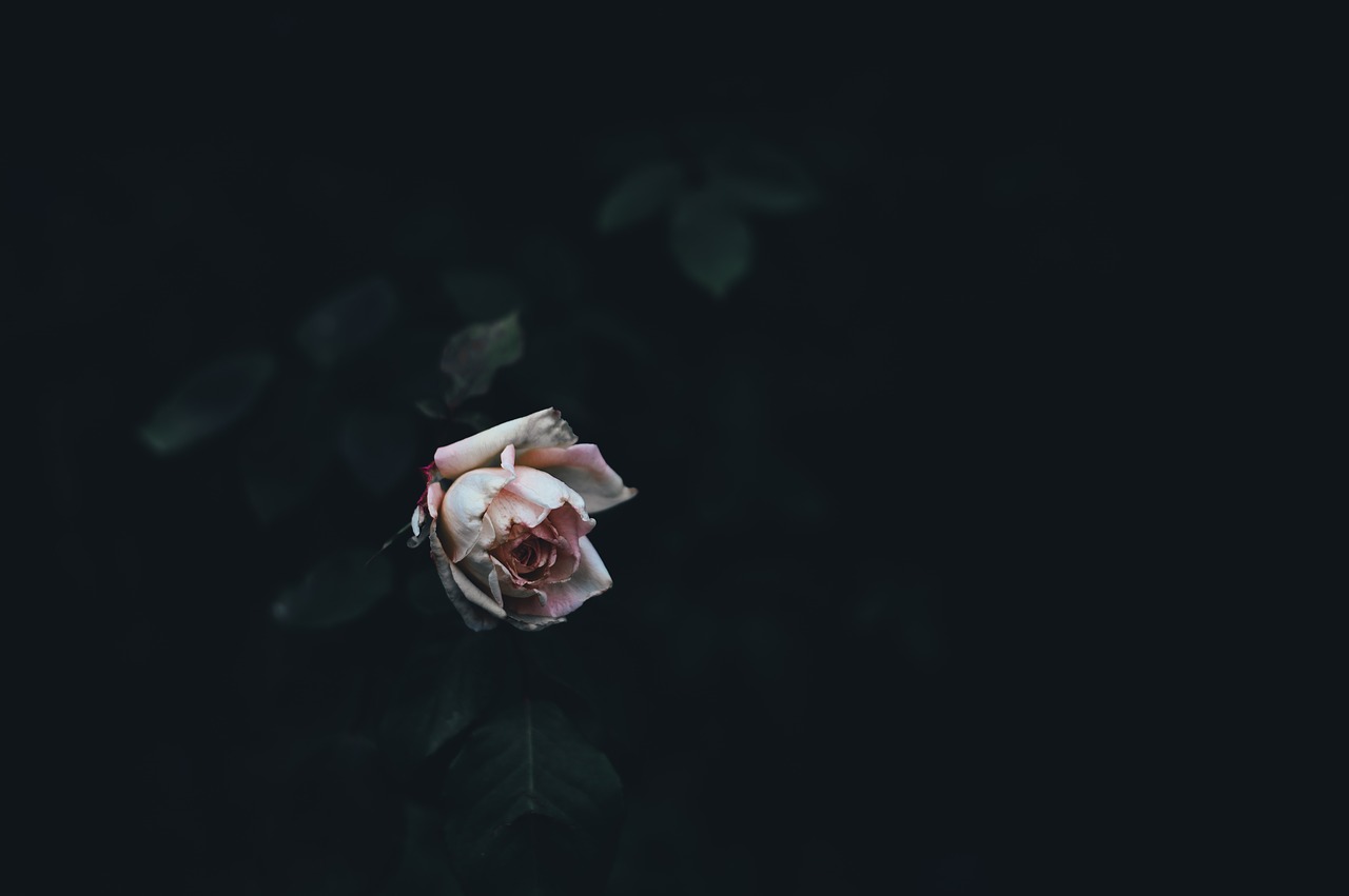 Image - dark green leaf plant rose