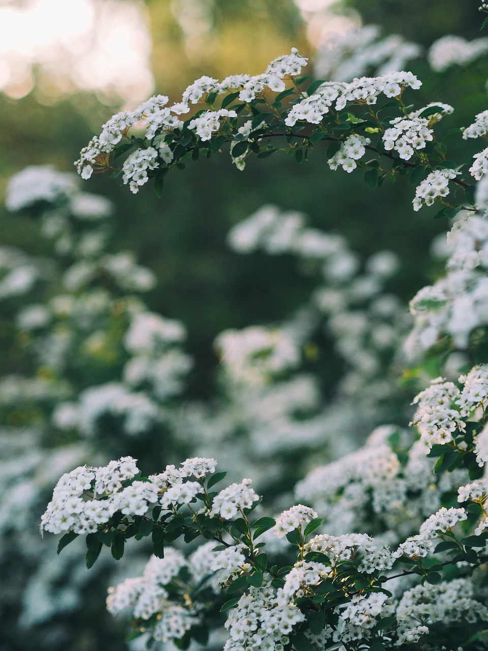 Image - white flower tree plant nature