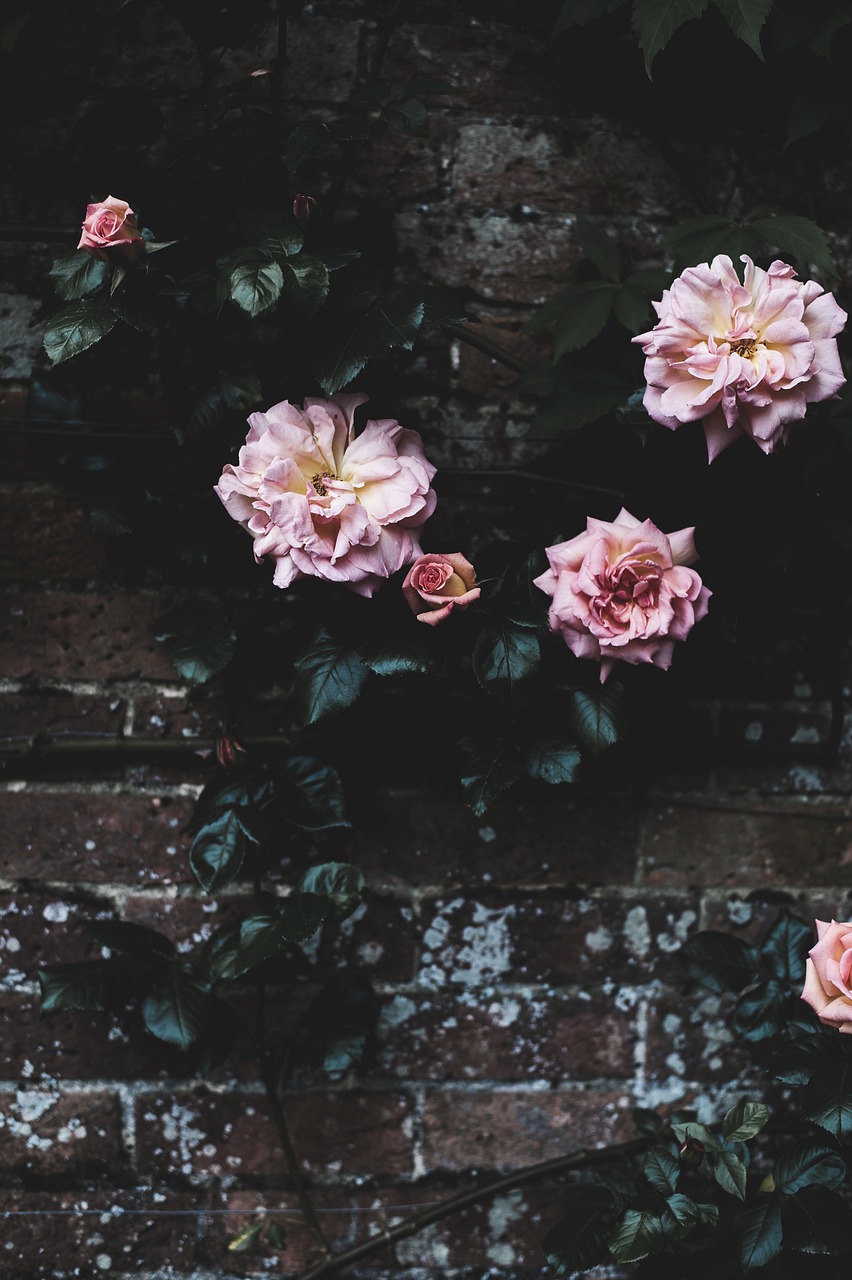 Image - roses petals flower outside wall