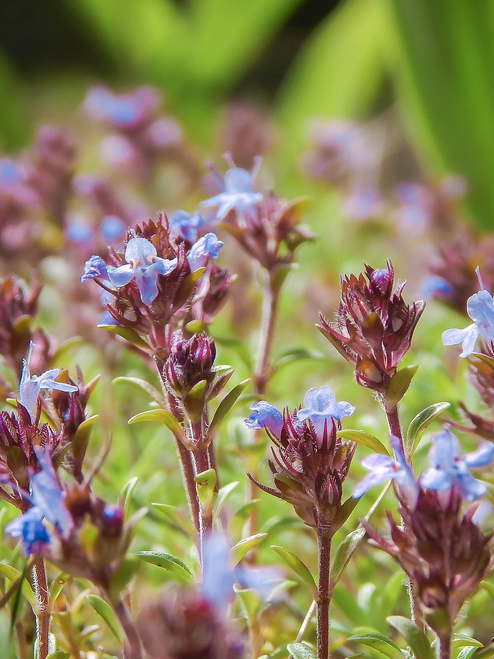 Image - thyme bloom flowers living nature
