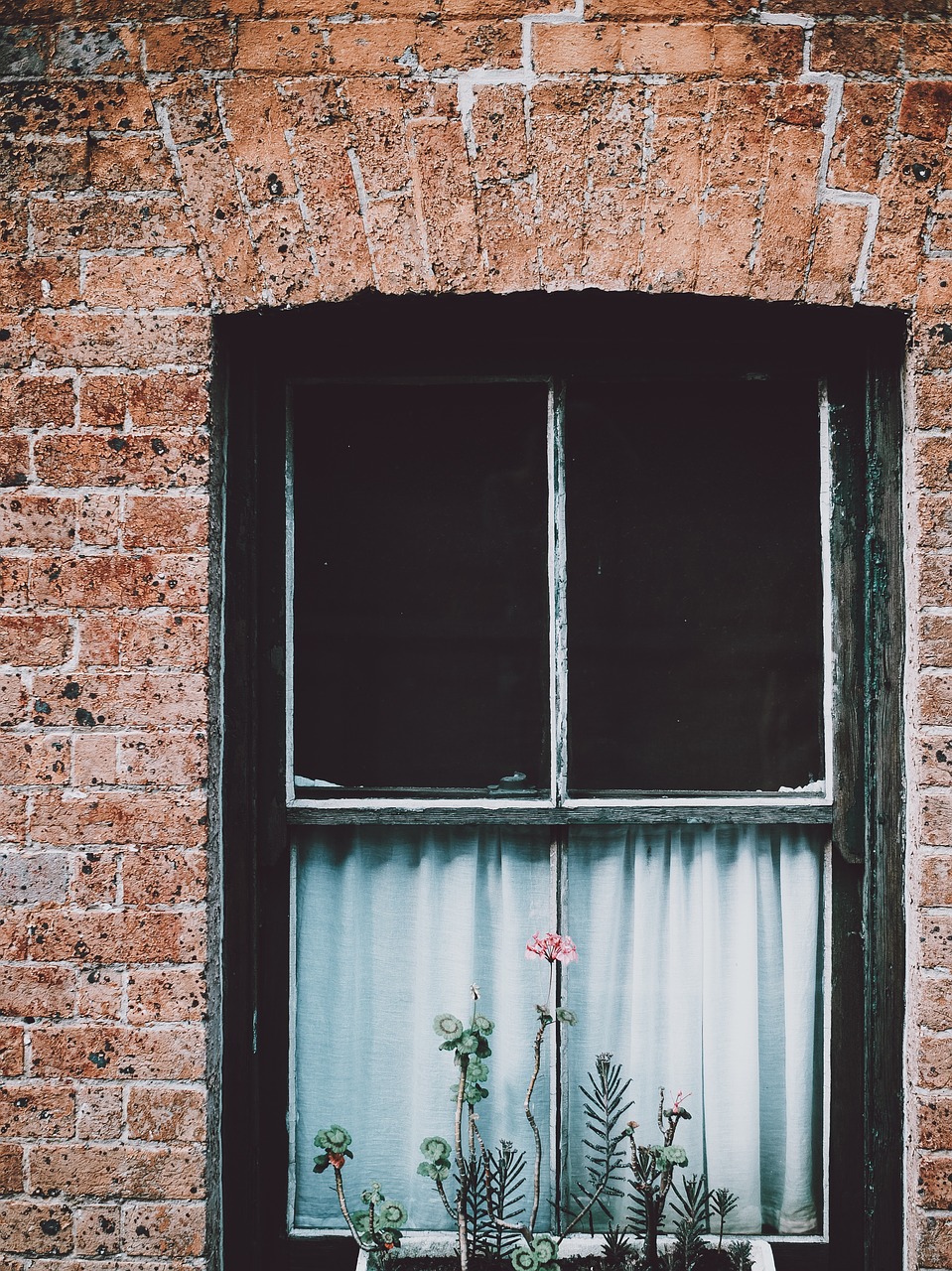 Image - window glass curtain flower plants