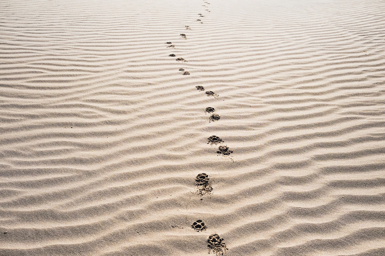 Image - sand footprints beach desert