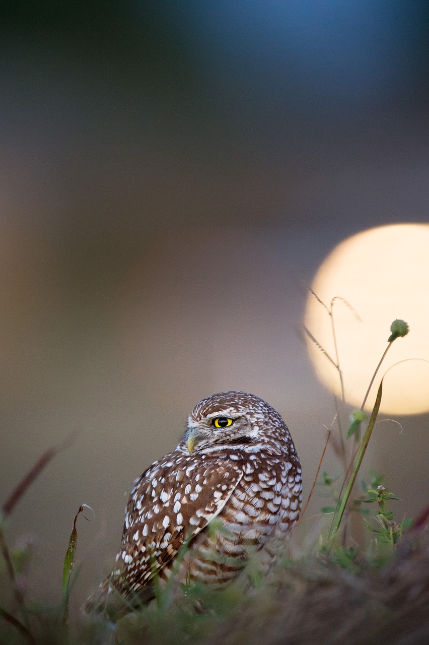 Image - owl bird animal wildlife grass
