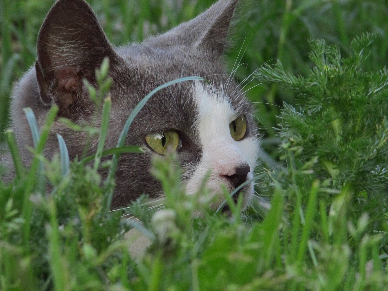 Image - grass cat pet animals fluffy cat