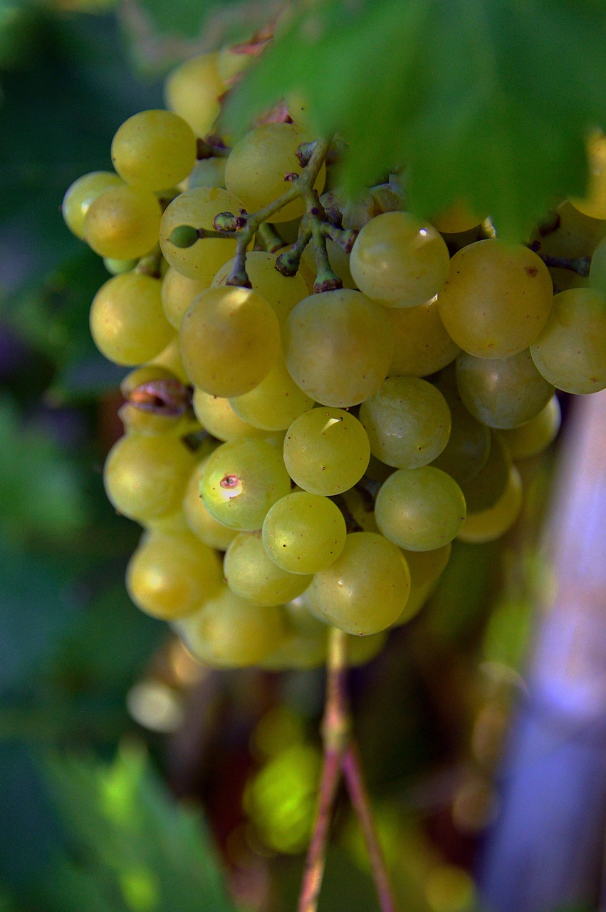 Image - grape red grapes fruit nature blue