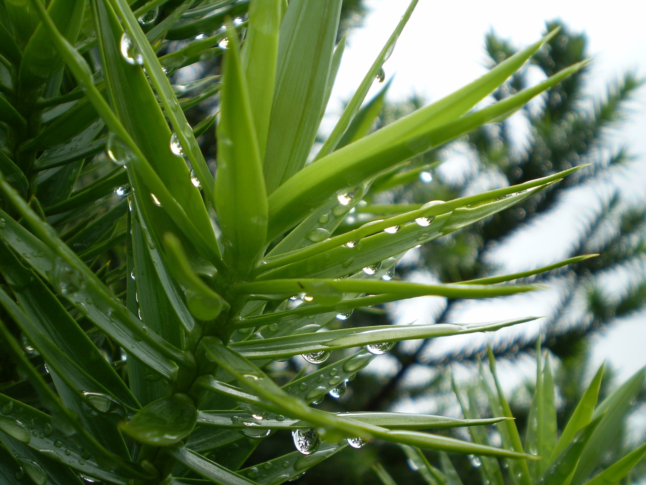 Image - pine pine needles wet rain drops