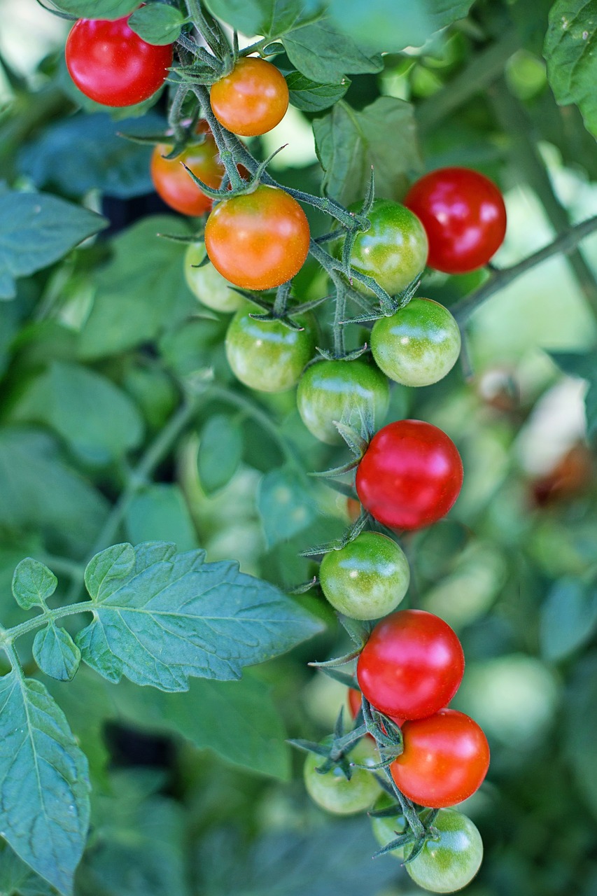 Image - cherry tomatoes tomatoes ripe red