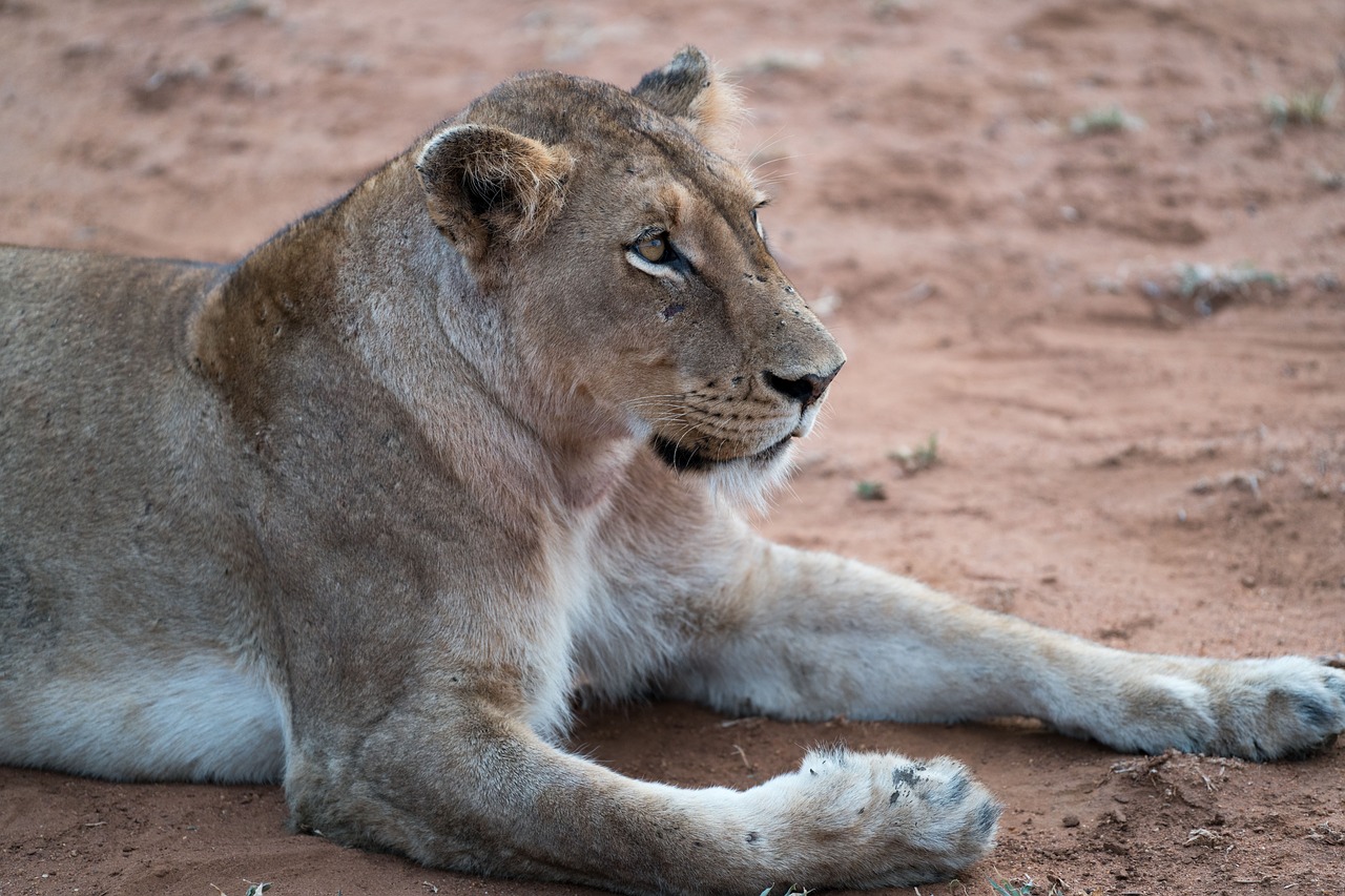 Image - lion animal zoo forest wildlife