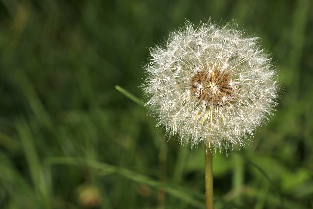 Image - dandelion seeds garden close