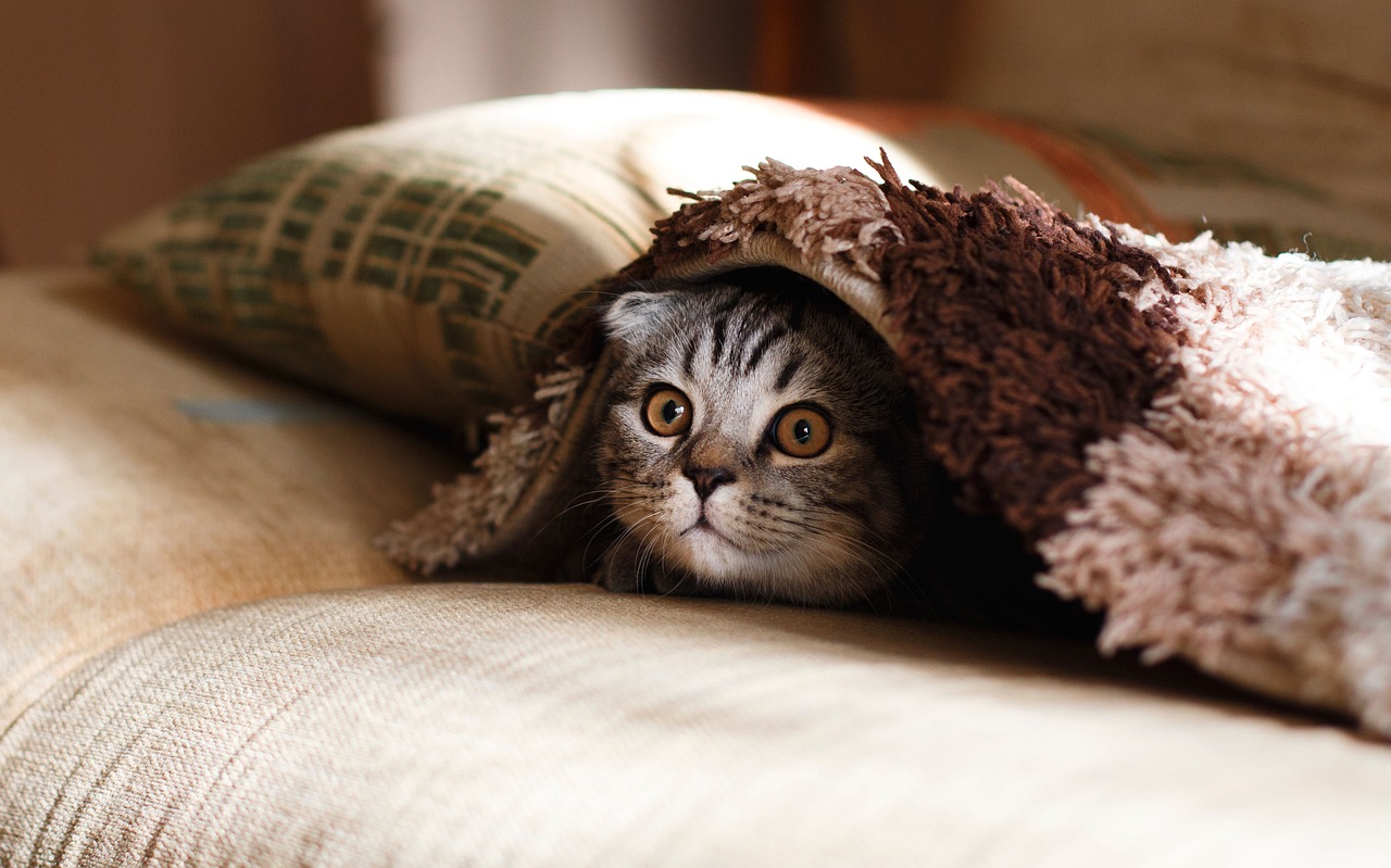 Image - pillow case blanket cat animal