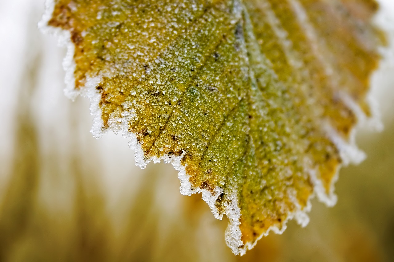 Image - leaf plant ice snow